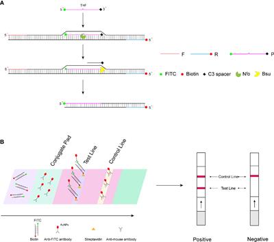 Rapid On-Site Detection Method for White Spot Syndrome Virus Using Recombinase Polymerase Amplification Combined With Lateral Flow Test Strip Technology